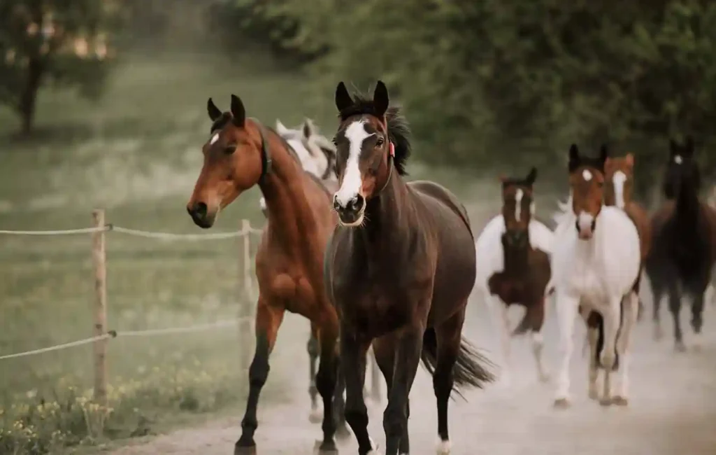 Mehrere Pferde mit unterschiedlichen Fellfarben galoppieren hintereinander über einen Weg. Links neben dem Weg liegt eine grüne Wiese. Der Hintergrund ist leicht verschwommen, sodass die Pferde im Vordergrund klar hervorgehoben werden. Hinter ihnen sind Bäume und Vegetation zu erkennen, was der Szene eine natürliche und offene Atmosphäre verleiht.