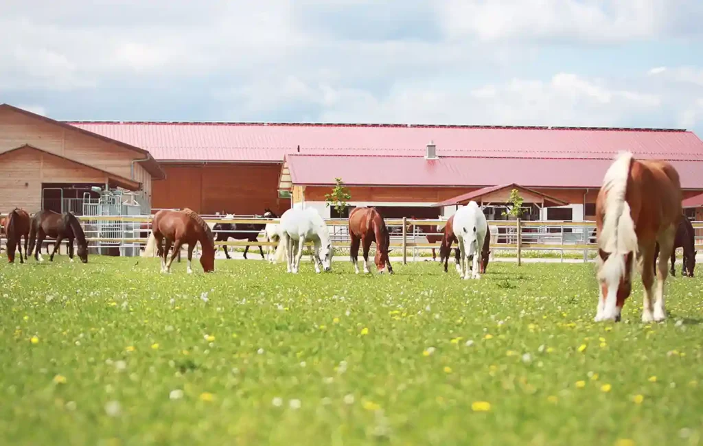 Mehrere Pferde stehen eng beieinander auf einer grünen Weide. Die Tiere haben unterschiedliche Fellfarben und wirken ruhig. Hinter ihnen steht ein großer, moderner Pferdestall mit offenen Bereichen und sichtbaren Boxen. Die Szene vermittelt eine ruhige Stall- und Weideumgebung.