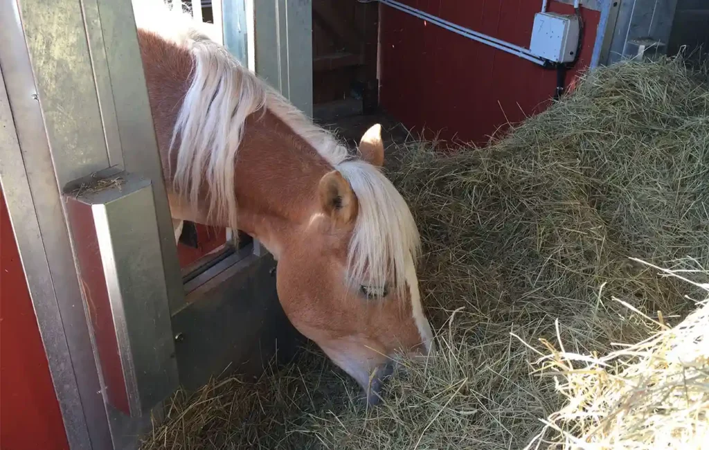 Ein braunes Pferd steht in einem Stallbereich vor einem großen, locker aufgeschichteten Heuhaufen. Das Pferd senkt den Kopf und frisst aus dem Heu. Im Hintergrund sind Holzwände und Stall-Elemente zu erkennen. Das Licht fällt weich in die Szene und betont das Fell des Pferdes und die strukturierte Oberfläche des Heus.