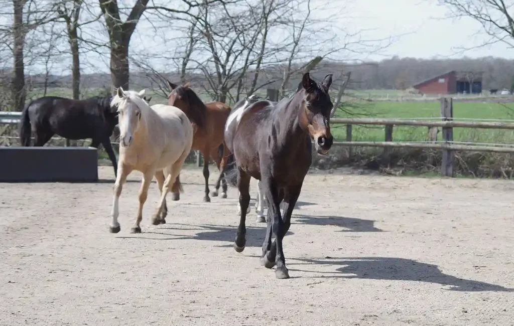 Vier Pferde mit unterschiedlichen Fellfarben laufen hintereinander über eine sandige Fläche, die wie ein Reitplatz- oder Auslaufgelände wirkt. Die Tiere bewegen sich in dieselbe Richtung und bilden eine leichte Linie. Der Hintergrund besteht aus einem Zaun, der den Platz begrenzt und von den hinteren gelegenen Bäumen und der angrenzenden Wiese trennt.