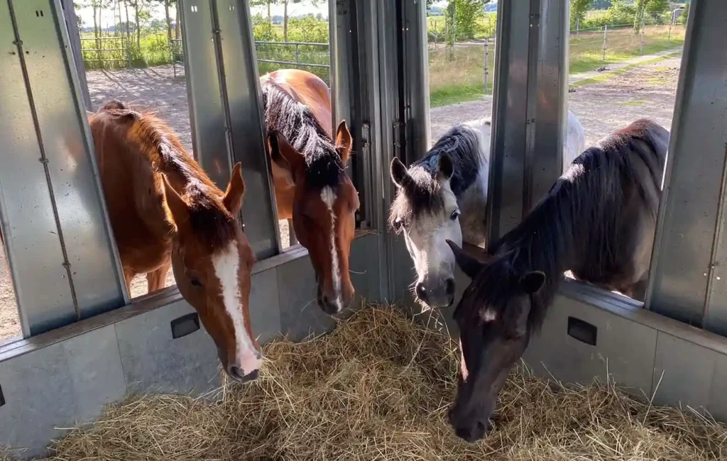 Das Innere einer Futterbox, die mit Heu gefüllt ist, aus der Box heraus fotografiert. Vier Pferde stecken von außen ihre Köpfe durch die Öffnungen der Futterbox und fressen. Im Vordergrund ist das Heu sichtbar, dahinter die Köpfe der Pferde in verschiedenen Positionen. Die Szene zeigt eine gruppenorientierte Fütterungssituation.