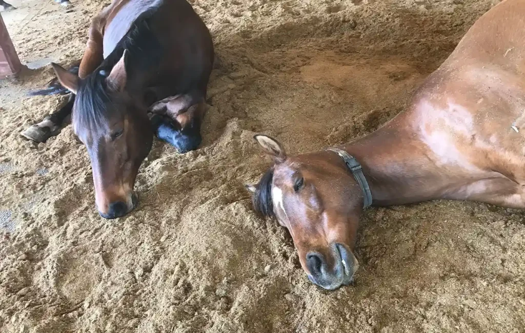 Zwei Pferde liegen entspannt auf einer großen Fläche aus heller Sägemehl-Einstreu. Beide Tiere ruhen seitlich auf dem Boden. Der gesamte sichtbare Bereich besteht aus sauber verteiltem Sägemehl.