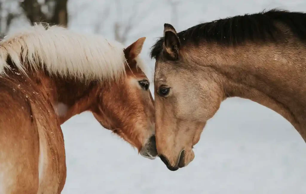 Zwei braune Pferde stehen dicht beieinander und halten ihre Köpfe Nase an Nase. Nur die Köpfe der Tiere sind im Bild sichtbar. Der Hintergrund ist verschwommen und wirkt winterlich, mit hellen, weißlichen Flächen. Die Szene vermittelt Nähe und Ruhe zwischen den beiden Pferden.