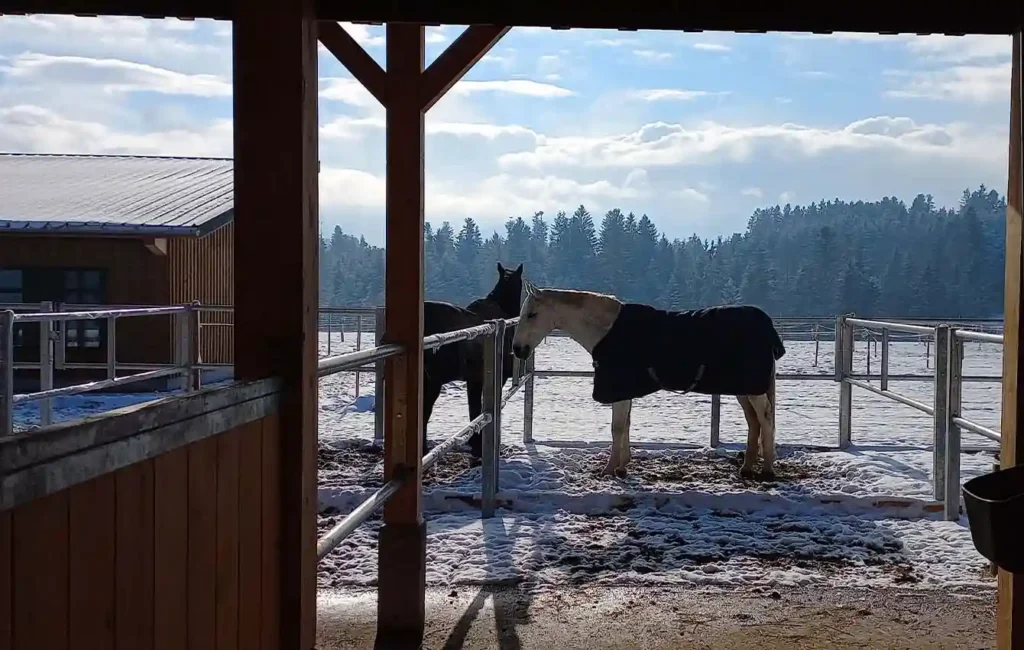 Das Bild ist aus dem Inneren einer Pferdebox heraus aufgenommen. Draußen stehen zwei Pferde mit Decken in ihren durch Metalltrennelemente abgegrenzten Bereichen auf schneebedecktem Boden. Im Hintergrund sind winterliche Bäume und eine verschneite Landschaft zu sehen.