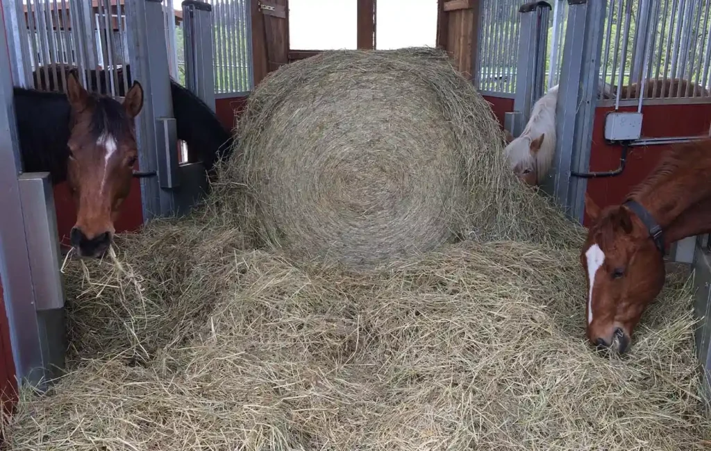 In einer großen Pferdebox liegt ein großer Heuballen in der Mitte, umgeben von losem Heu. Vier Pferde stecken aus ihren jeweiligen Boxen heraus die Köpfe hinein und fressen gemeinsam aus dem Heu. Die Szene zeigt eine zentrale Futterstelle, die von mehreren Boxen aus zugänglich ist.