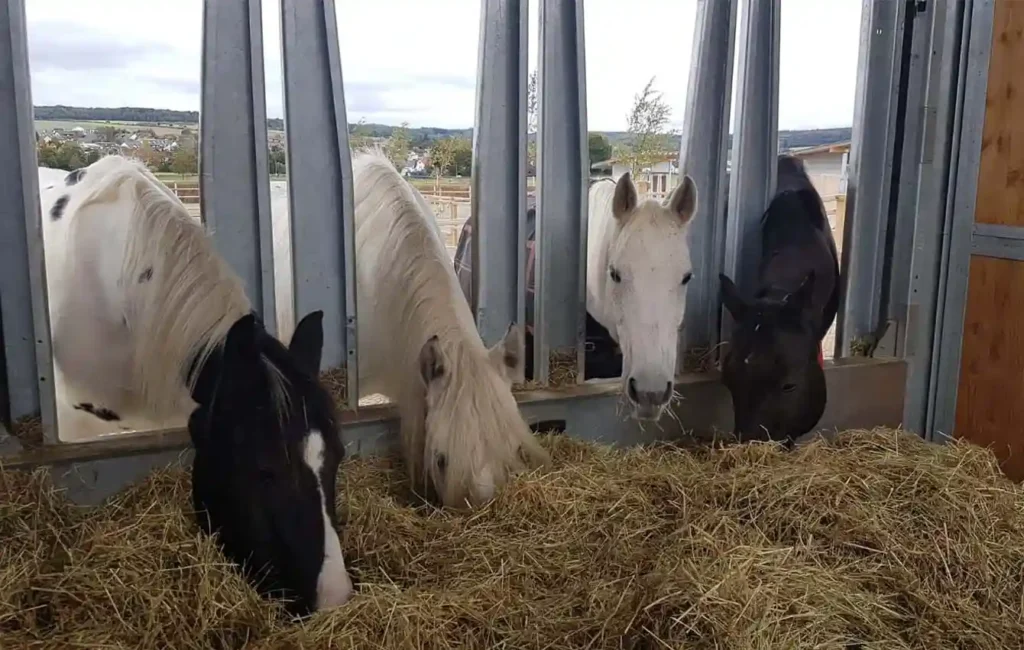Aus dem Inneren einer Futterbox heraus blickt man auf vier Pferde, die jeweils ihre Köpfe durch eigene Öffnungen stecken, um das darin liegende Heu zu fressen. Hinter den Pferden ist das Gelände des Hofes zu sehen, darunter weitere Gebäude, Bäume und angrenzende Wiesen.