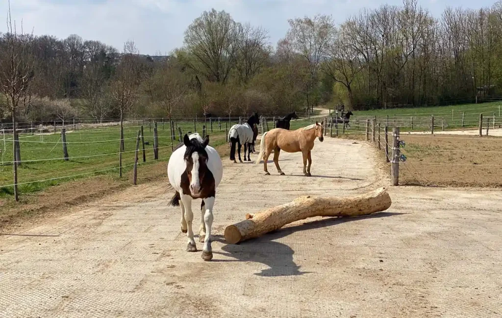 Ein sandiger Weg verläuft durch die Szene, auf dem mehrere Pferde umhergehen. Links und rechts des Weges stehen Zäune, dahinter liegen grüne Wiesenflächen. Im Hintergrund sind zahlreiche Bäume zu erkennen.