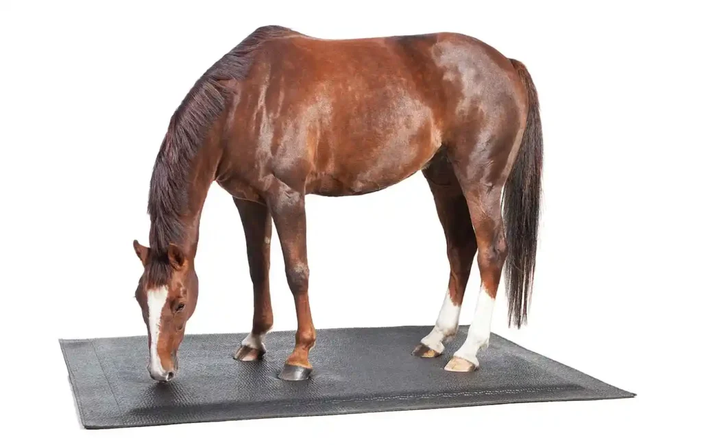 Ein braunes Pferd steht auf einer schwarzen Gummimatte und senkt den Kopf nach unten. Der Hintergrund ist weiß und schlicht gehalten, wodurch das Pferd deutlich im Vordergrund steht.