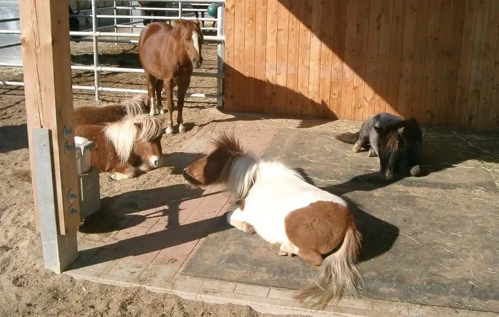 Vier Pferde befinden sich in einem offenen Stallbereich: Drei liegen entspannt auf dem Untergrund, während eines steht. Rundherum ist der offene Stallbereich eines Pferdehofs erkennbar.
