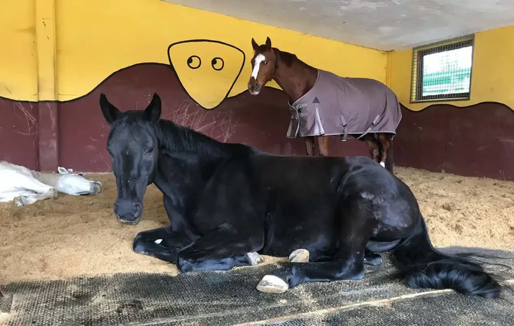 Zu sehen sind drei Pferde in einer großen Box: Zwei liegen entspannt in der Einstreu, während ein drittes Pferd steht. Der Boden der Box ist vollständig mit heller Einstreu bedeckt.
